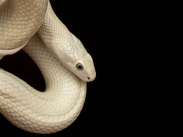 德克萨斯鼠蛇 Texas Rat Snake 缩写Elaphe Obsolete Eta Lindheimeri 是鼠蛇的亚种 在美国发现 — 图库照片