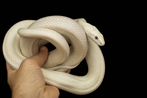 Serpente Ratto Del Texas Elaphe Obsoleta Lindheimeri Una Sottospecie Serpente — Foto Stock