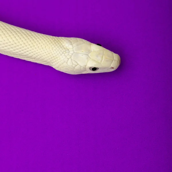 Texas Rat Snake Elaphe Obsoleta Lindheimeri Підвид Щурової Змії Неотруйний — стокове фото