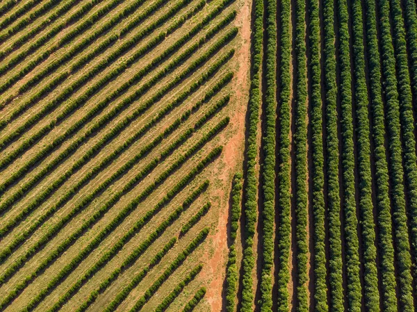オレンジの溝ブラジルの田舎の美しいオレンジの溝 — ストック写真