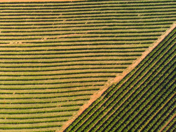 Naranja Grove Beautiful Naranjos Grovesin Campo Brasillia —  Fotos de Stock