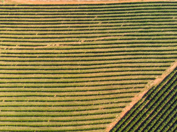 Orangenhain Wunderschöne Orangenhaine Der Brasilianischen Landschaft — Stockfoto