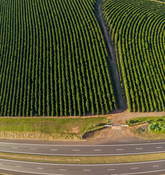 Letecký Snímek Plantáže Kávy Brazílii — Stock fotografie