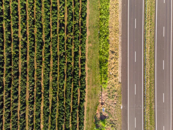 Letecký Snímek Plantáže Kávy Brazílii — Stock fotografie
