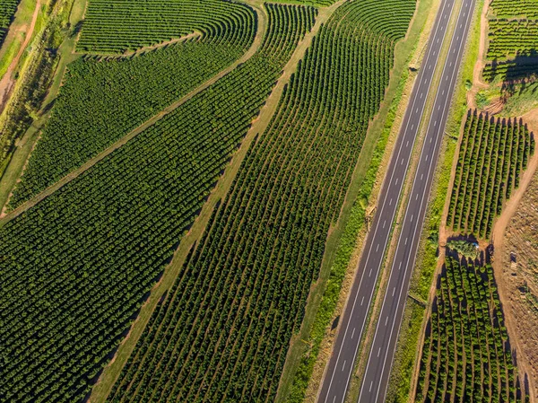 Zdjęcie Lotnicze Plantacji Kawy Brazylii — Zdjęcie stockowe