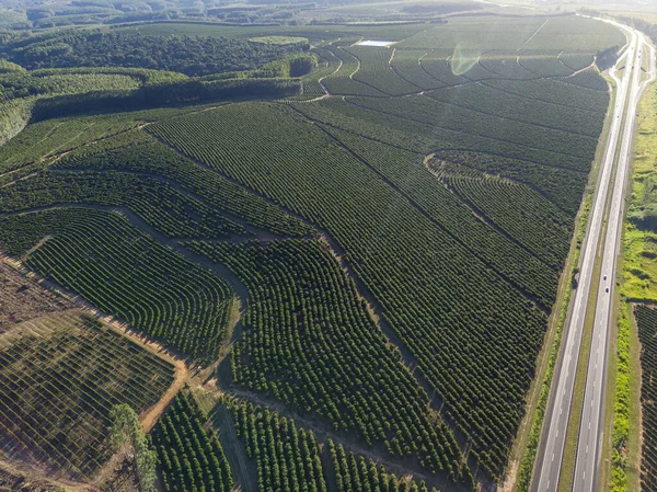 巴西咖啡种植园的空中图像 — 图库照片