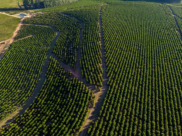 Zdjęcie Lotnicze Plantacji Kawy Brazylii — Zdjęcie stockowe