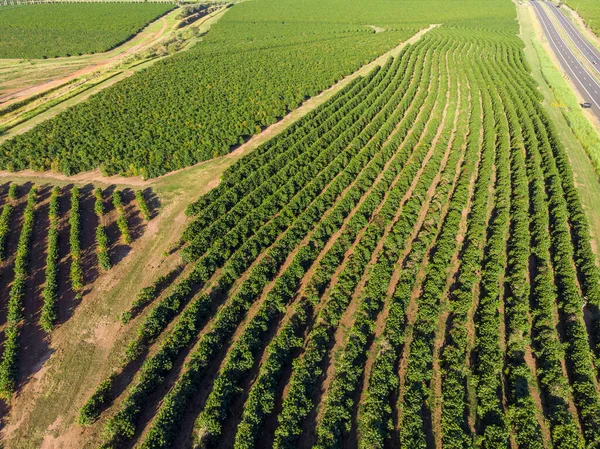 Aerial image of coffee plantation in Brazil.