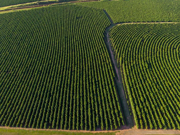 Luftbild Der Kaffeeplantage Brasilien — Stockfoto