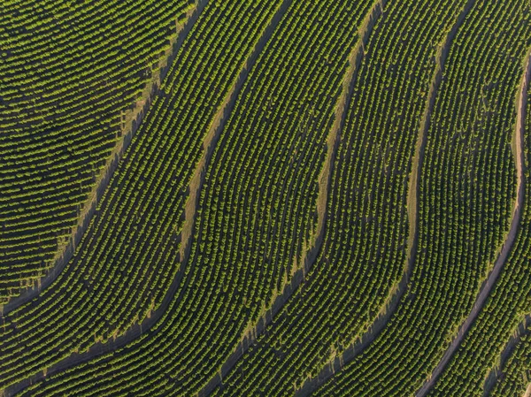 ブラジルのコーヒー農園の空中像 — ストック写真