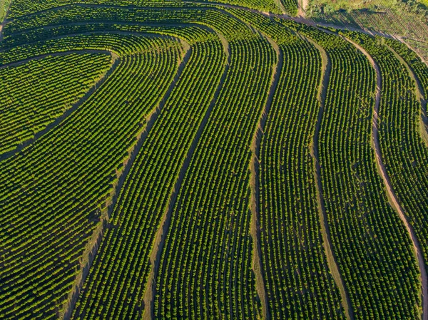 Flygfoto Kaffeplantage Brasilien — Stockfoto