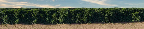 Panoramic image of the coffee field on a beautiful day with blue sky and clouds;