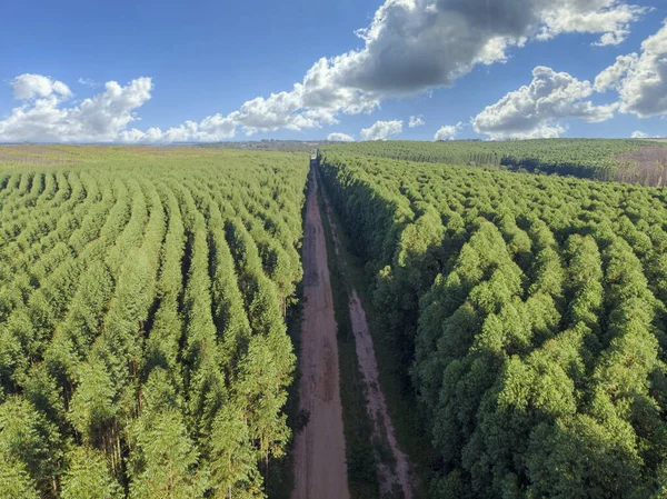 Plantación Eucalipto Brasil Agricultura Papel Celulosa Vista Del Dron Birdseye — Foto de Stock