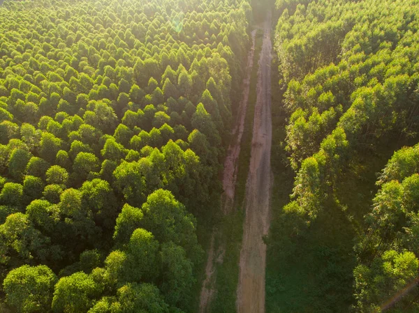 Plantação Eucaliptos Brasil Agricultura Papel Celulose Vista Para Drones Birdseye — Fotografia de Stock