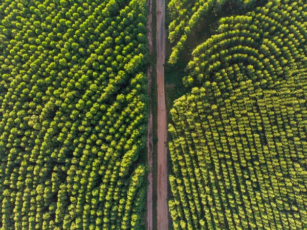 Eucalyptus plantation in Brazil. Cellulose paper agriculture. Birdseye drone view. Eucalyptus Green Forest Aerial View