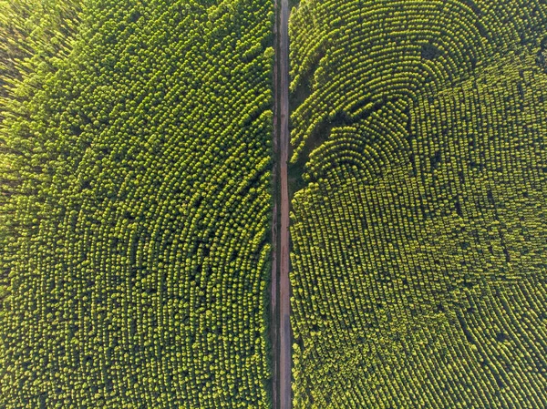 ブラジルのユーカリ植林地 セルロースペーパー農業 バード ドローン ビュー ユーカリの緑の森空中ビュー — ストック写真