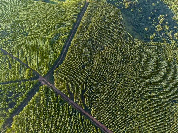 Eucalyptus Plantation Brazil Cellulose Paper Agriculture Birdseye Drone View Eucalyptus — Zdjęcie stockowe