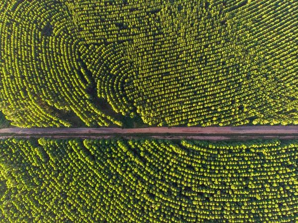 Plantation Eucalyptus Brésil Cellulose Papier Agriculture Vue Sur Drone Birdseye — Photo