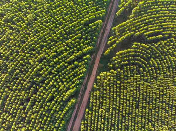 Eucalyptus plantation in Brazil. Cellulose paper agriculture. Birdseye drone view. Eucalyptus Green Forest Aerial View