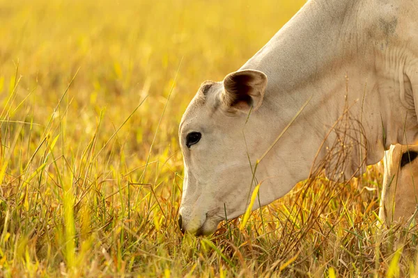 Cow portrait on pasture at sunset.