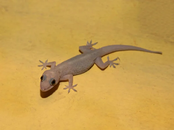 Gecko Doméstico Pared Casa — Foto de Stock