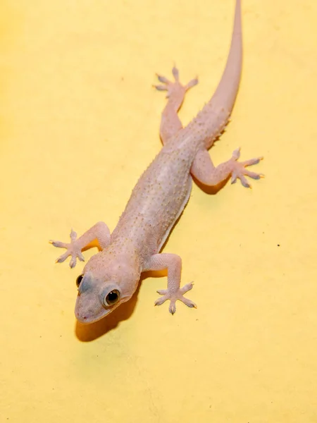 Gecko Doméstico Pared Casa — Foto de Stock