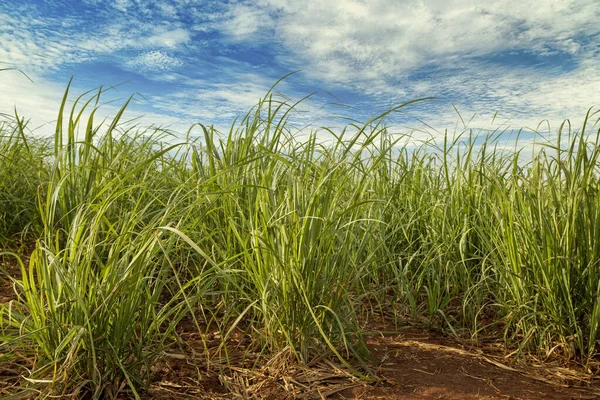 Campo Caña Azúcar Día Soleado —  Fotos de Stock