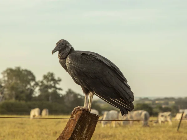 Buzzard Ξύλινο Κορμό Φράχτη Βόδια Στο Παρασκήνιο — Φωτογραφία Αρχείου