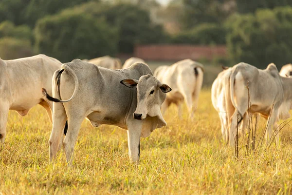 Kühe Auf Der Weide Bei Sonnenuntergang — Stockfoto