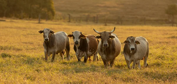 Oxen Grazing Sunset — Stock Photo, Image