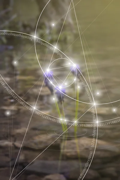 Kutsal geometri. Matematik, doğa ve doğa maneviyat. Doğa formülü. Hiçbir başlangıç ve evren, ve başı yok sonu yok ve yaşam sonu.