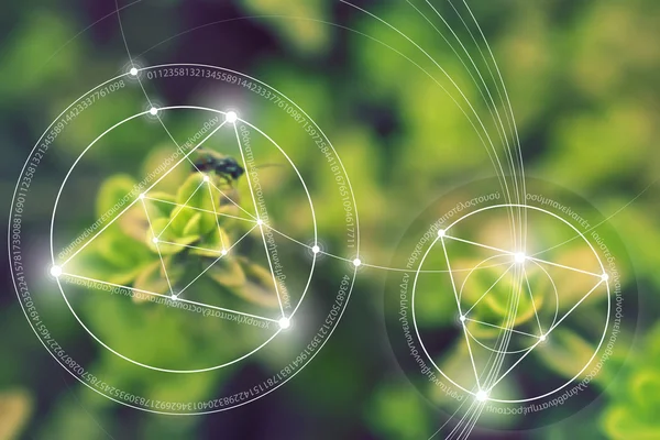 Kutsal geometri. Matematik, doğa ve doğa maneviyat. Doğa formülü. Hiçbir başlangıç ve evren, ve başı yok sonu yok ve yaşam sonu.