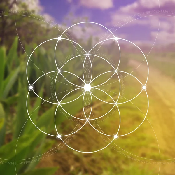 Yaşam Çiçek - birbirine daireler antik sembolü. Kutsal geometri. Matematik, doğa ve doğada maneviyat. Fibonacci sırası. Doğanın formülü. Meditasyonda kendini tanıma.