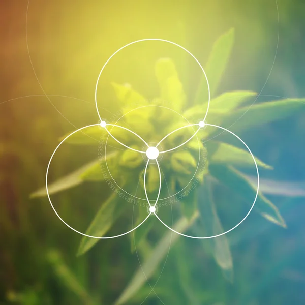 Yaşam Çiçek - birbirine daireler antik sembolü. Kutsal geometri. Matematik, doğa ve doğada maneviyat. Fibonacci sırası. Doğanın formülü. Meditasyonda kendini tanıma.