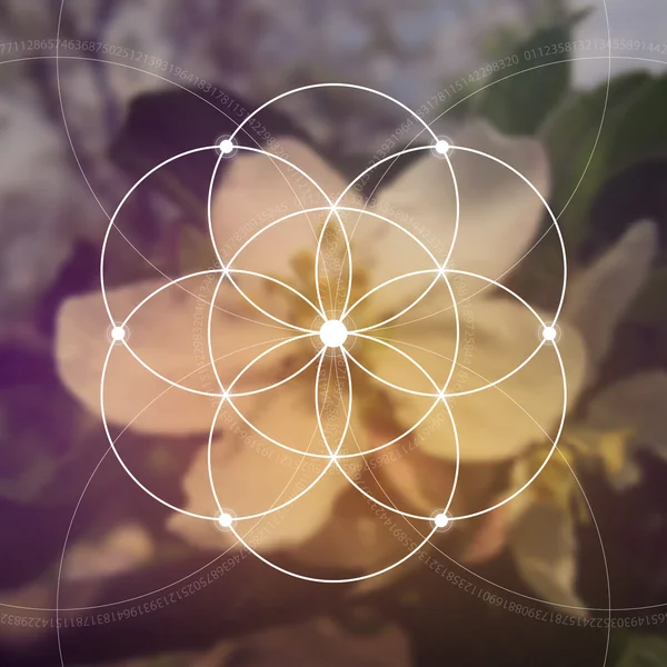 Flower of life - the interlocking circles ancient symbol. Sacred geometry. Mathematics, nature, and spirituality in nature. Fibonacci row. The formula of nature. Self-knowledge in meditation. — Stock Vector
