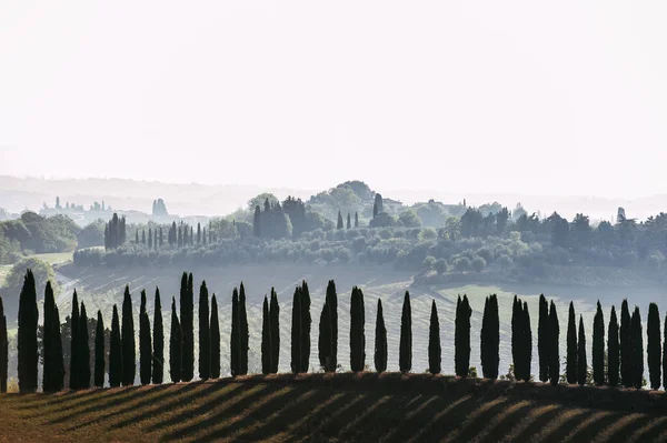 Spectacular Foggy Tuscany Lane Italian Evergreen Cypress Outdoors Horizontal Fall — Stock Photo, Image