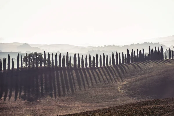 Spektakuläre Nebelgasse Der Toskana Mit Immergrünen Italienischen Zypressen Draußen Horizontale — Stockfoto