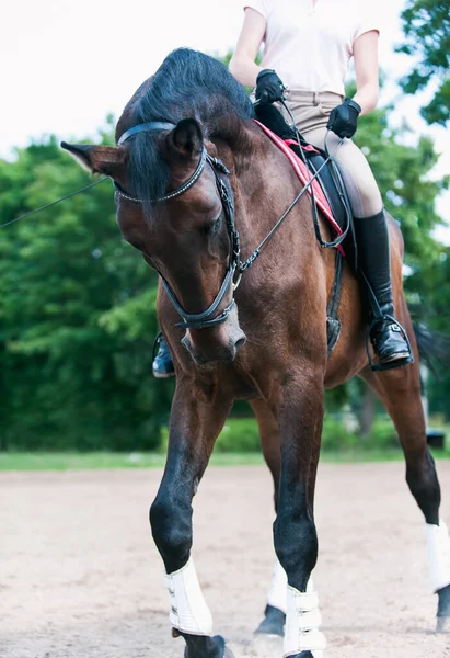 Training Process Horseback Riding Bay Trotting Horse Sandy Arena Practicing — Stock Photo, Image