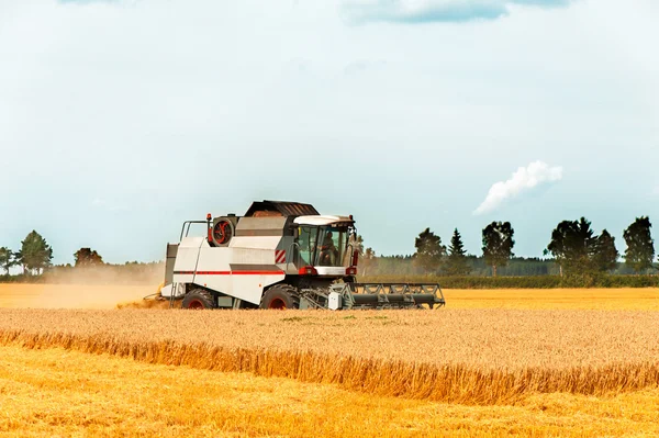 Oogstseizoen. combineren van snijden tarwe op het veld. — Stockfoto