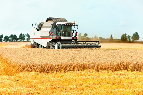 Combineren snijden tarwe op het veld. oogsttijd. — Stockfoto