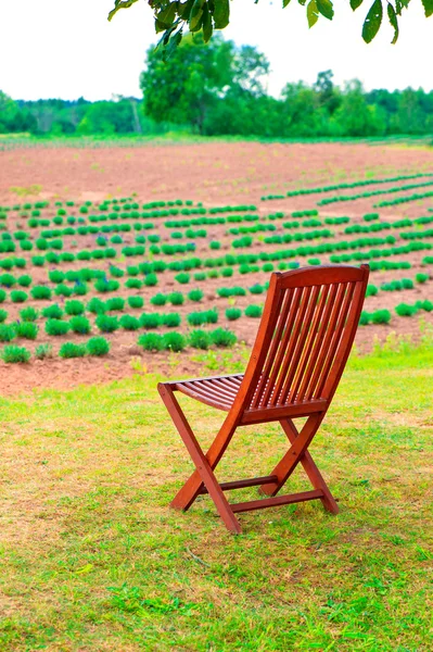 Holzstuhl im jungen Lavendelfeld. Sommerzeit im Freien. — Stockfoto