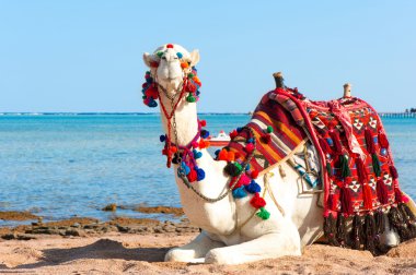 Beyaz gurur deve Mısır sahilde dinleniyor. Camelus dromeda
