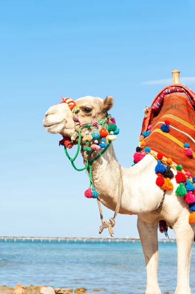 Camello blanco de pie en la playa egipcia.Camelus dromedarius . — Foto de Stock