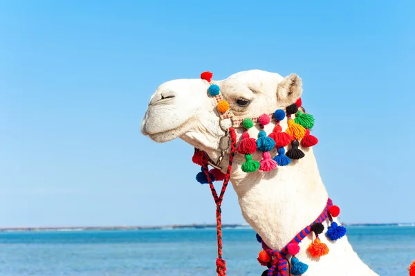 Retrato de orgullosa cabeza de camello blanco. Camelus dromedarius — Foto de Stock