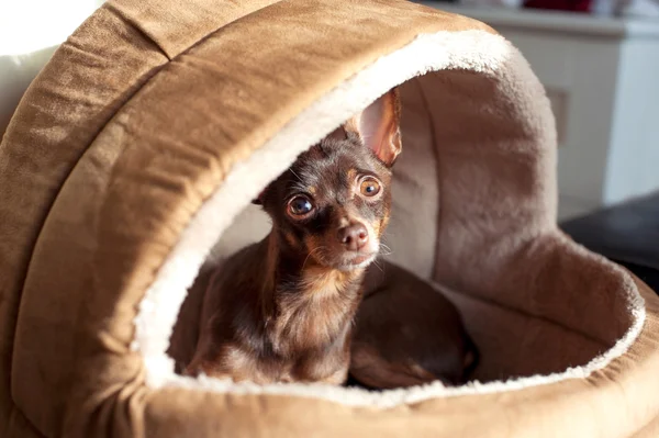 Regardant eyes of small toy-terrier dog in pet house.
