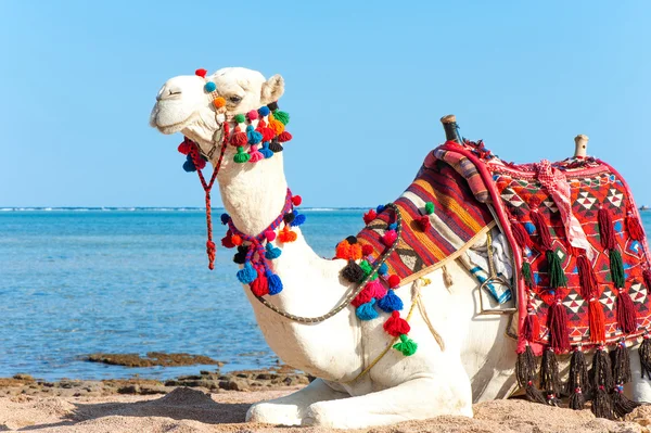 Witte trots kameel rusten op de Egyptische strand. Camelus dromeda Stockfoto