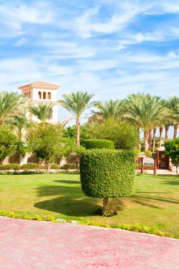 Topiary tree in Egyptian formal garden. Summertime outdoors.