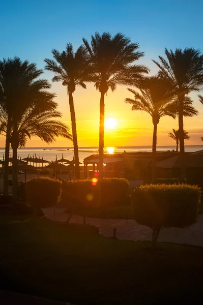 South sunset. Colorful sky and palm. — Stockfoto