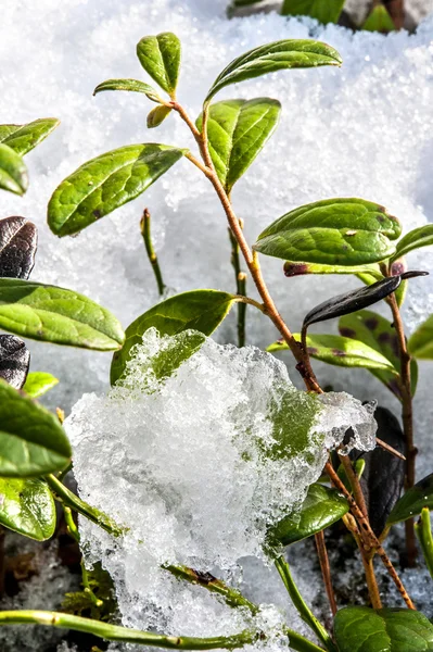 Young small green spring bush sprouting out through the snow — ストック写真
