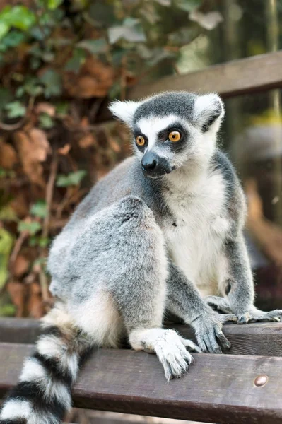 Lemur catta no jardim zoológico de Praga. Anel de lêmure de cauda no banco — Fotografia de Stock